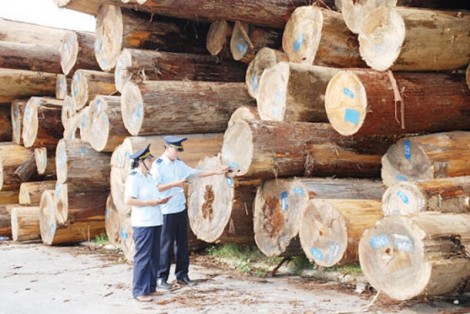Sẵn sàng phục hồi sản xuất, các doanh nghiệp ngành gỗ tăng cường nhập khẩu nguyên liệu